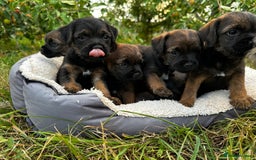 Border Terrier dogs for sale:  Beautiful Borders Terrier Puppies  - Image 1