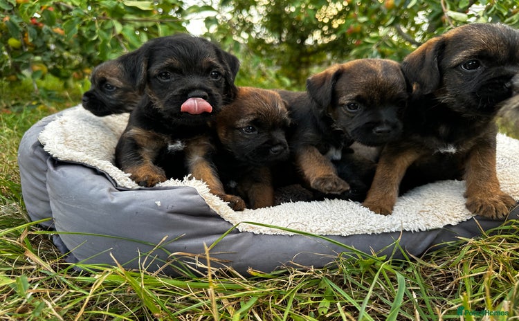 Border Terrier dogs - Advert 2