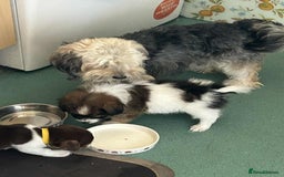 Mixed Breed dogs for sale: Yorkshire terrier x jack russell - Image 14