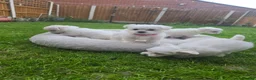 Maltese dogs for sale: Adorable Maltese Puppies Looking for Forever Homes - Advert 5