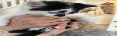 Mixed Breed Kitten 1