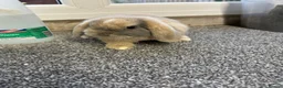 Mini Lop rabbits for sale: Mini Lop pure bred babies for sale  - Advert 4