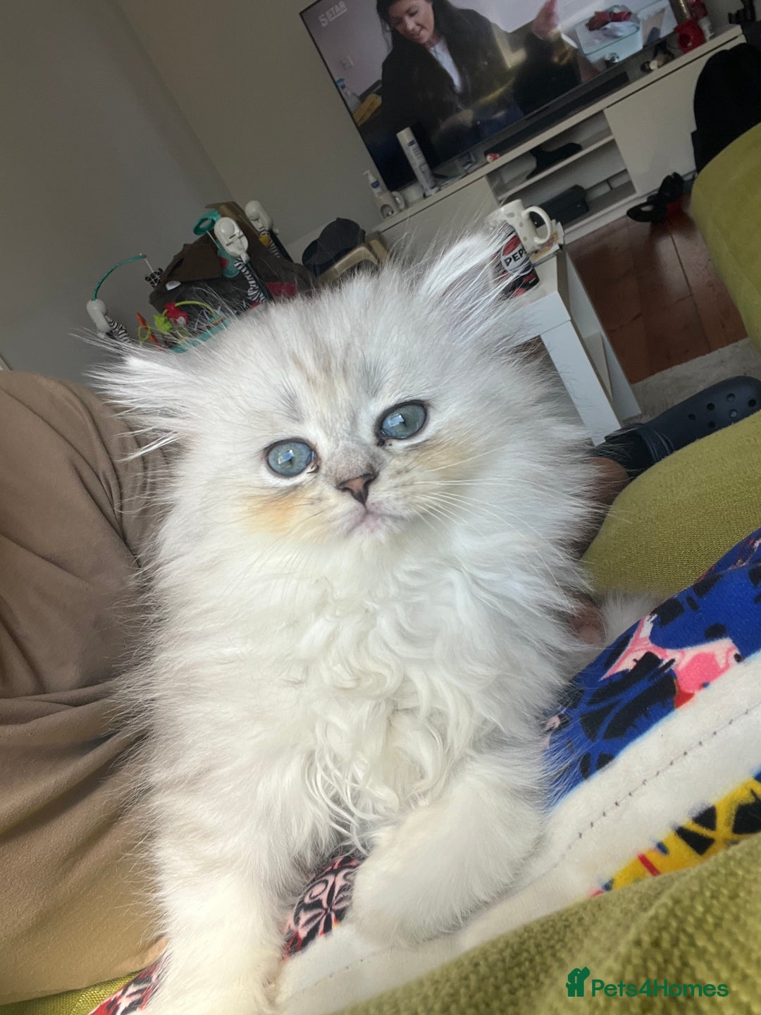Persian cats for sale: Persian chinchilla kittens - Image 14