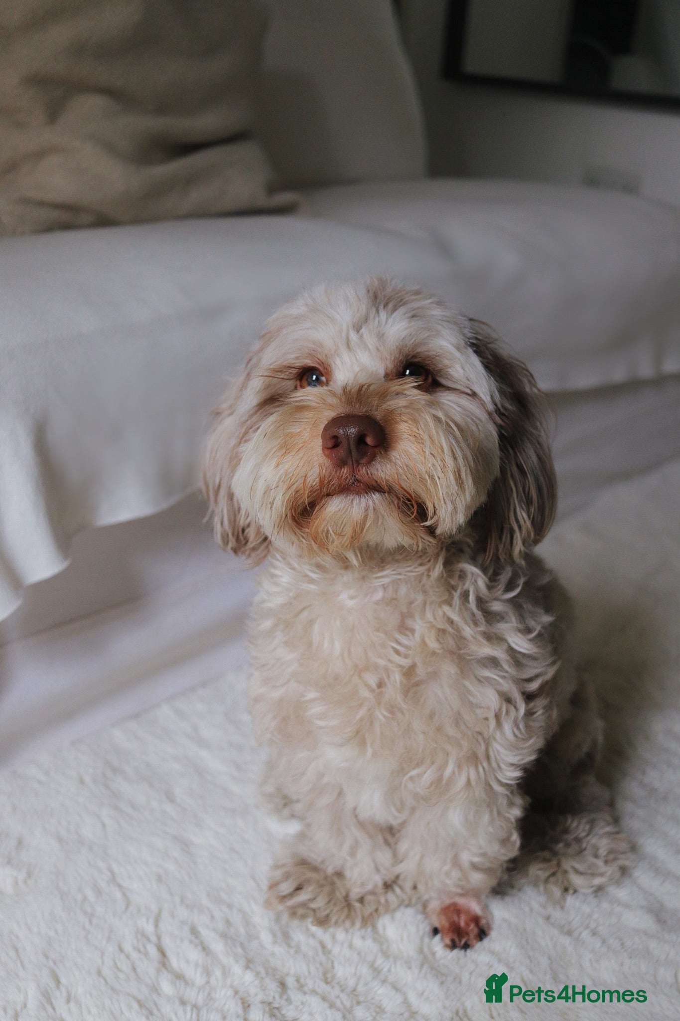 Jackapoo dogs Jackapoo for Sale (experienced owners only) - Advert 1