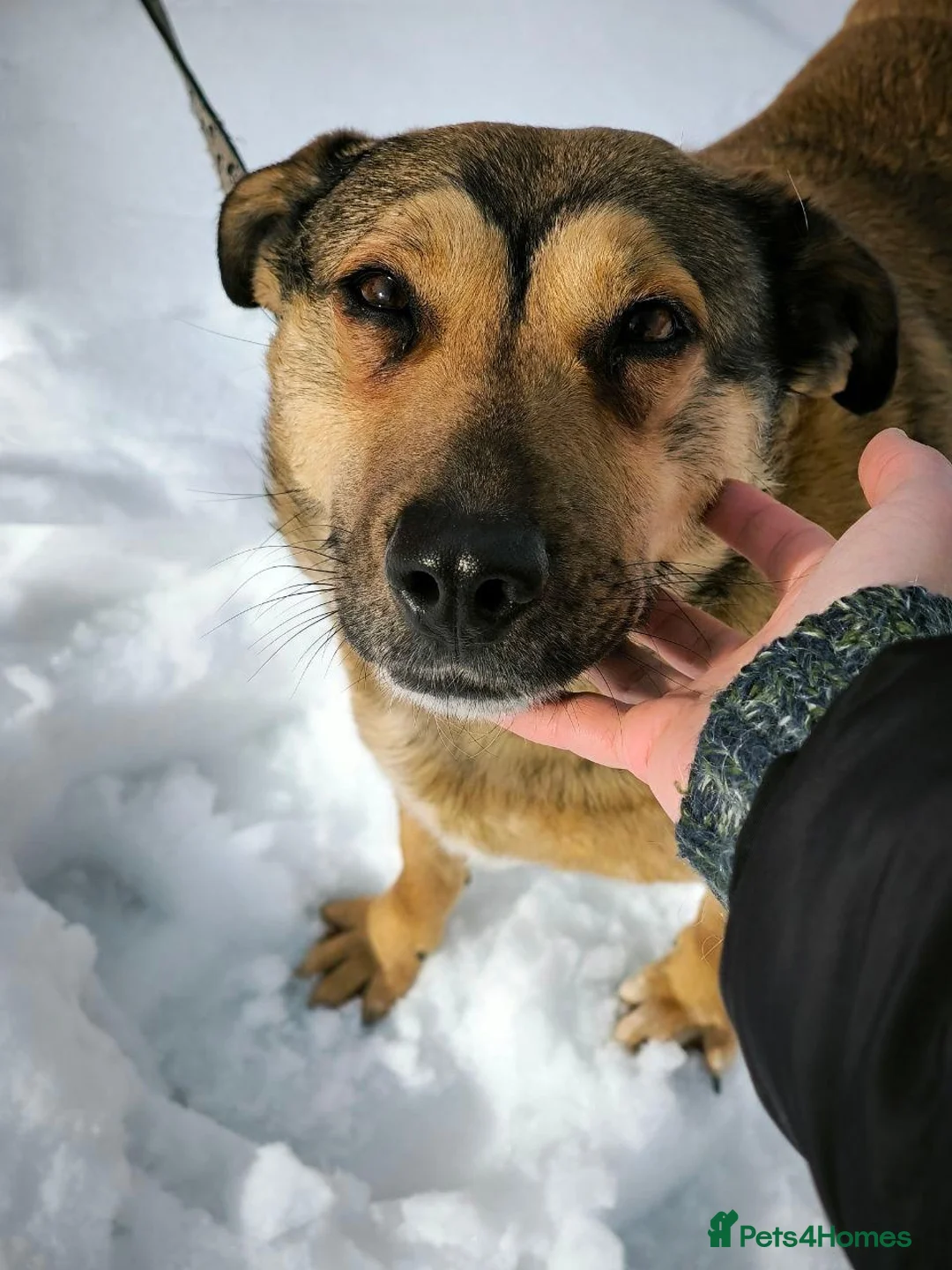 Mixed Breed dogs for adoption: ❤️LUCY ❤️-If Love Had a Name - Advert 15