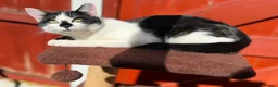 Mixed Breed cats for sale: Vatika - Advert 3