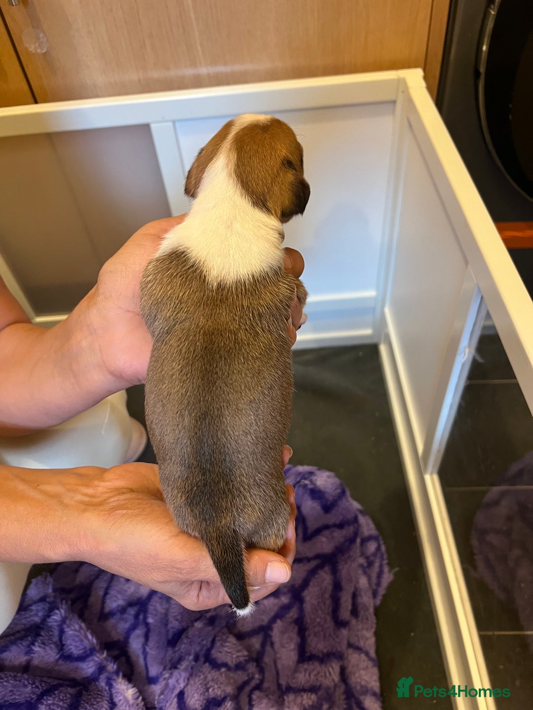 Jack Russell dogs for sale: 6 Jack Russell Puppies  - Image 7