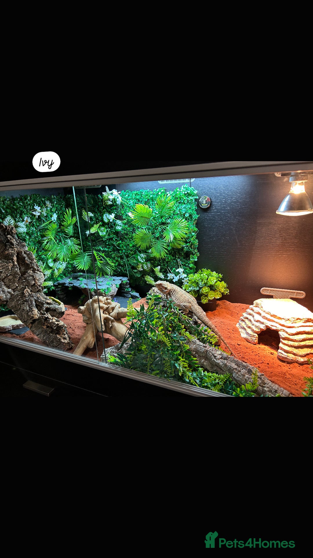 Bearded Dragon reptiles for sale: Bearded Dragon and full set up  - Image 10