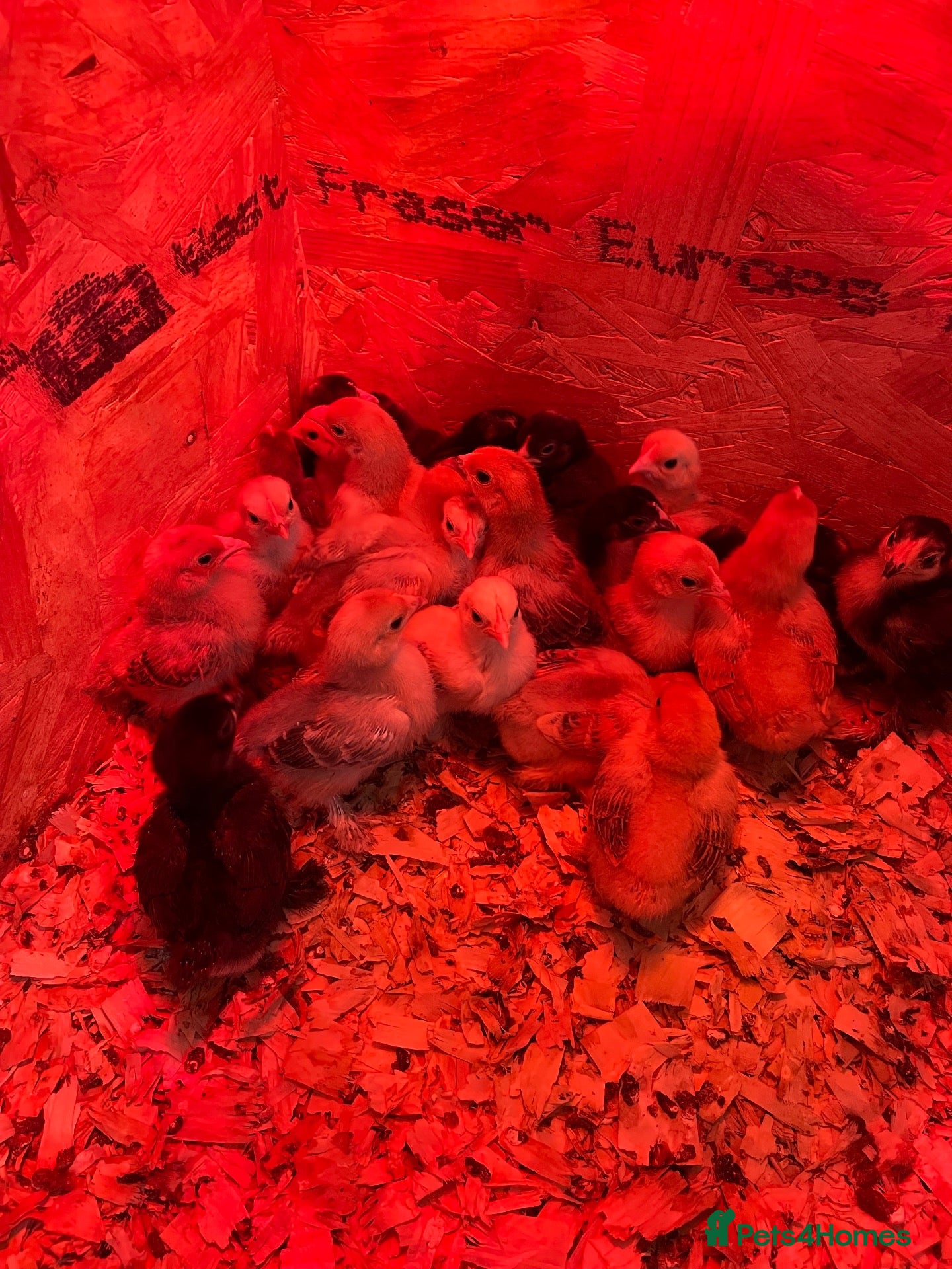 Chickens poultry Pekin bantam chicks - Advert 3