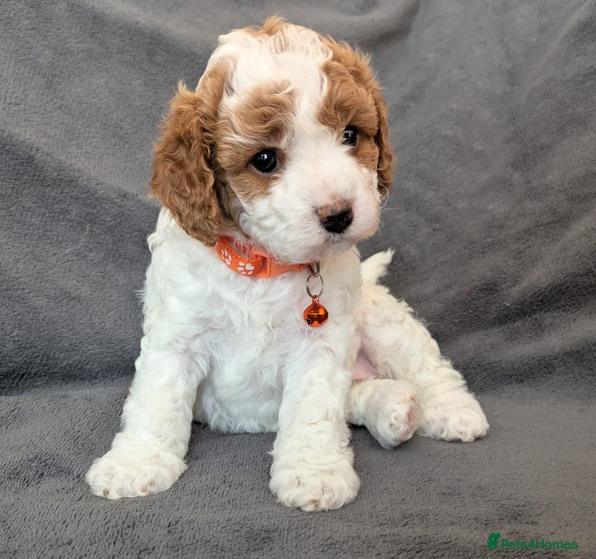 Cavapoo dogs Adorable Cavapoo Puppies From Licensed Breeder - Advert 2