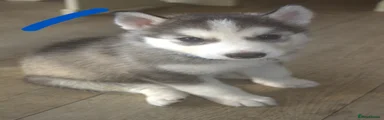 Siberian Husky 1