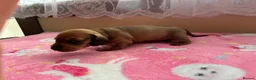 Miniature Dachshund dogs for sale: Miniature dachshund shaded red girl - Advert 11