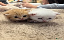 Scottish Fold cats for sale: Scottish fold  - Image 2