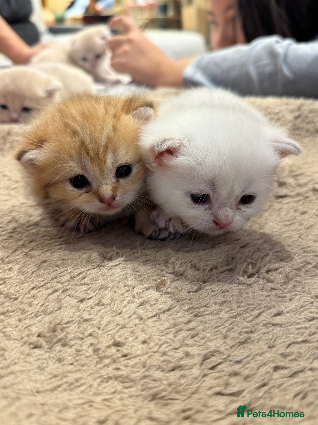 Scottish Fold cats for sale: Scottish fold  - Image 2