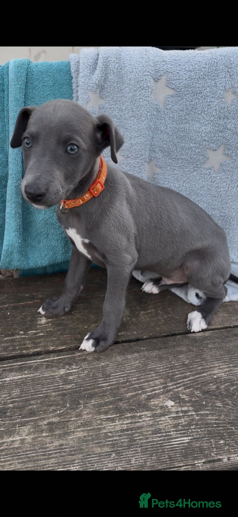 Whippet dogs Kc Reg whippet  * 1 BOY LEFT* ready 22/05/26 - Advert 18