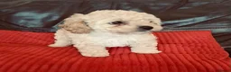 Mixed Breed dogs for sale: Stunning Maltipoo Puppies in Swanley - Advert 4