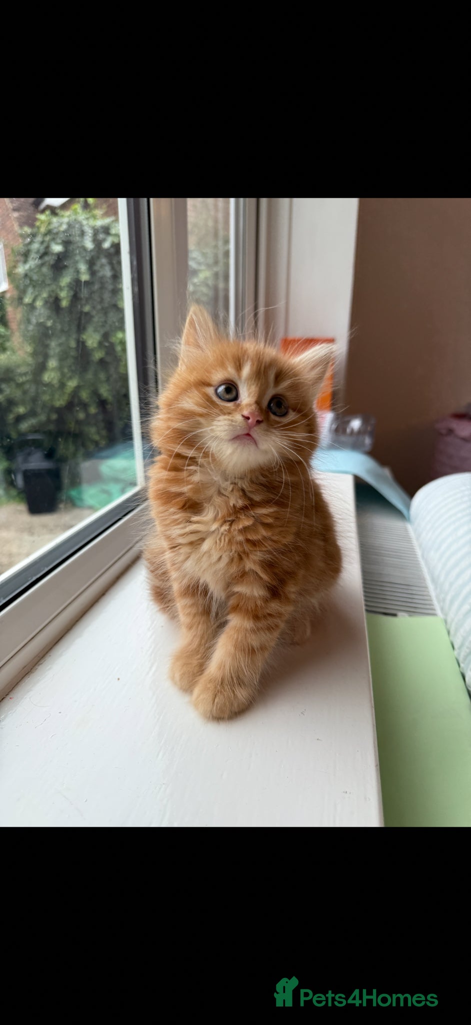 Mixed Breed cats Persian cross ginger male kittens X4! READY TO GO - Advert 1