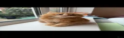 Mixed Breed cats for sale: Persian cross ginger male kittens X4! READY TO GO - Advert 1