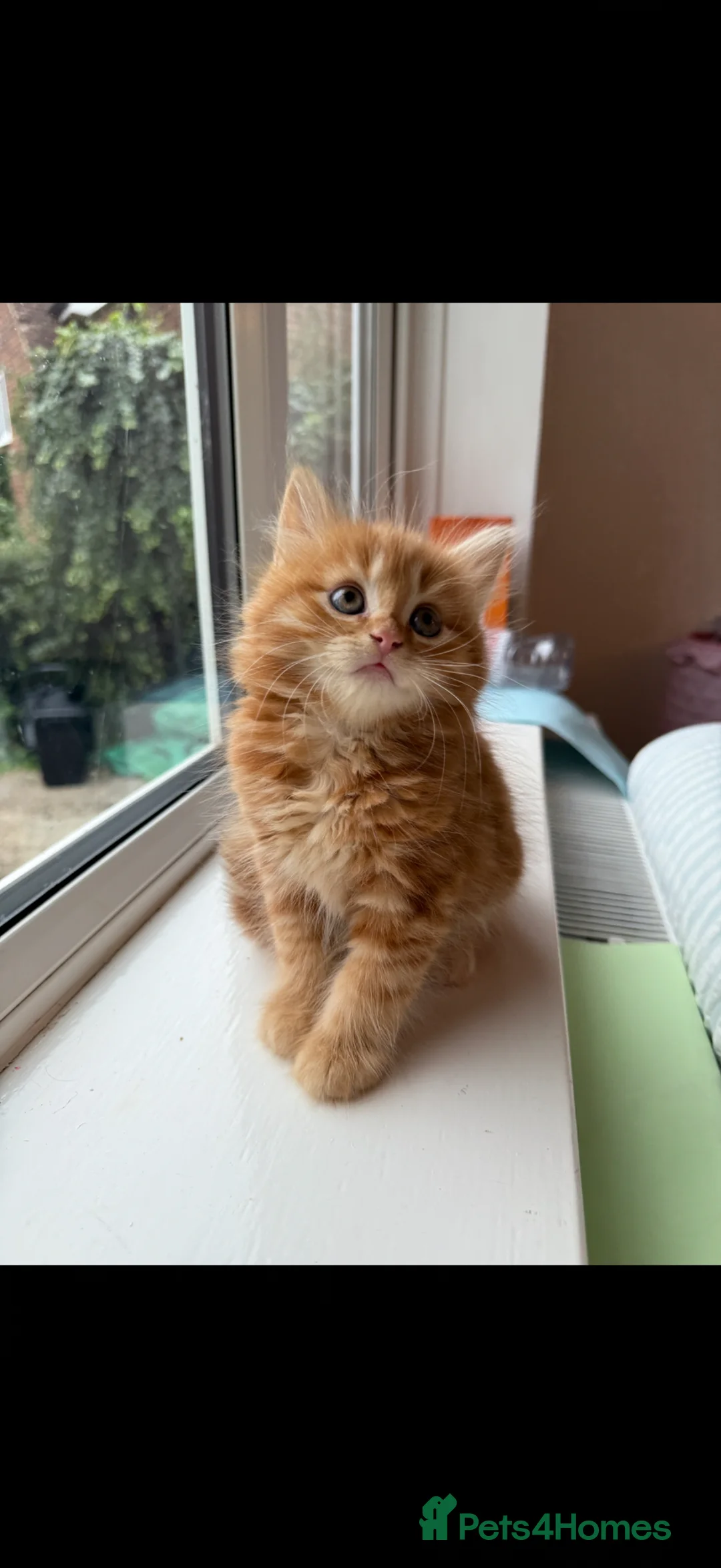 Mixed Breed cats for sale: Persian cross ginger male kittens X4! READY TO GO - Advert 1