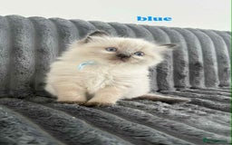 Ragdoll cats for sale: 5 Adorable Ragdoll Kittens🐾 - Image 7