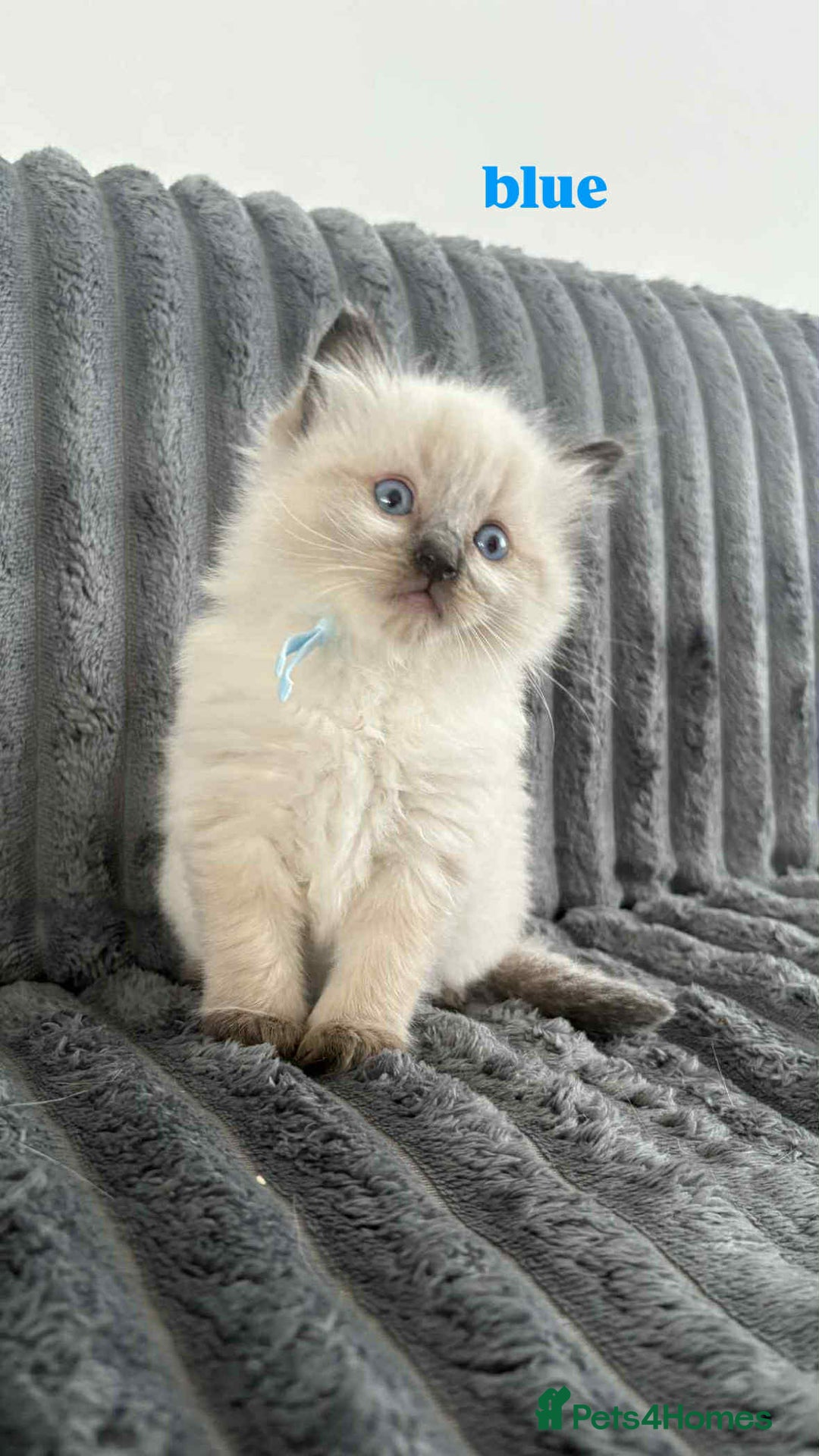 Ragdoll cats for sale: 5 Adorable Ragdoll Kittens🐾 - Image 7