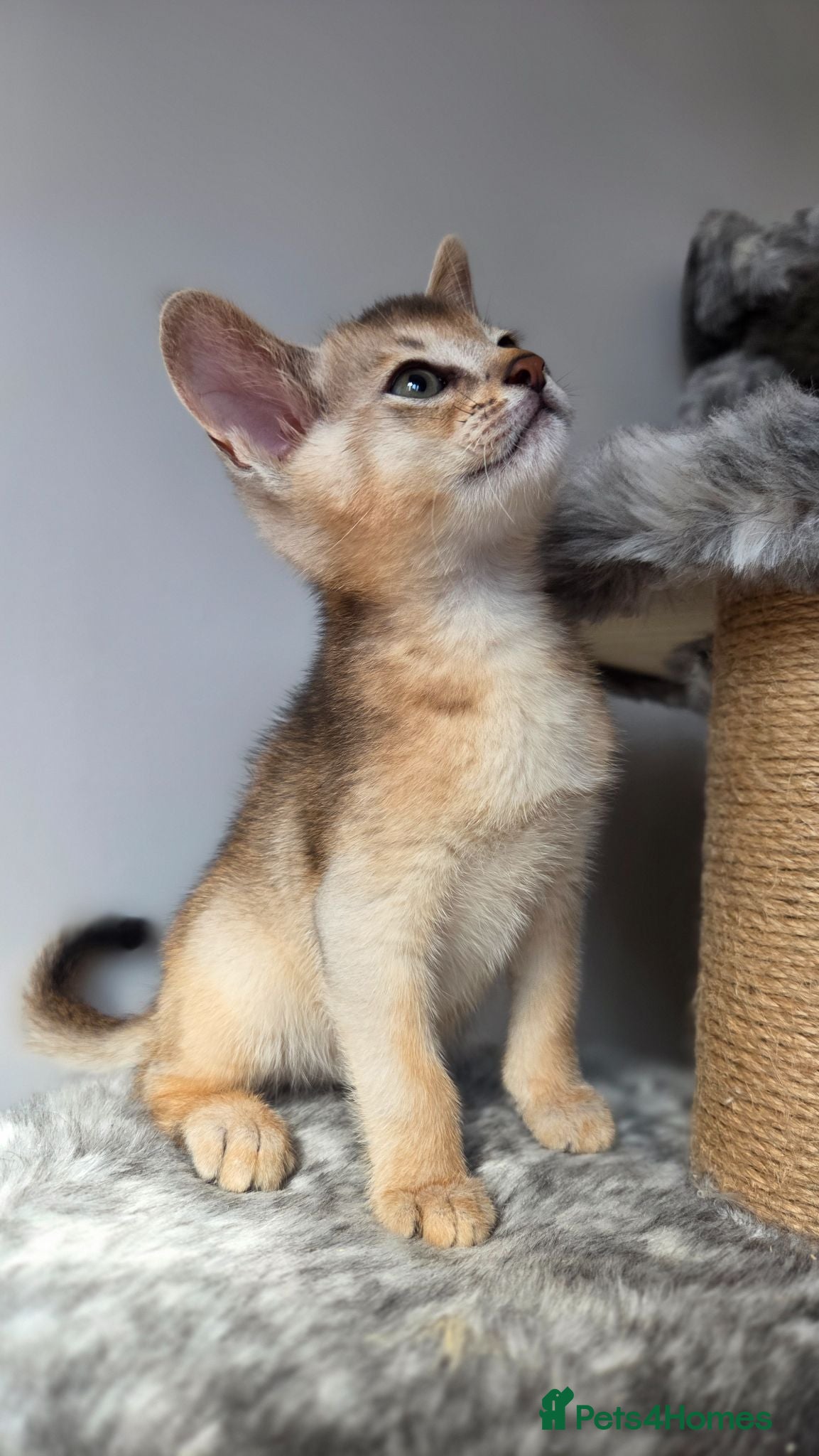 Abyssinian cats 🔥 TICA Registered Abyssinian Kittens - Advert 3