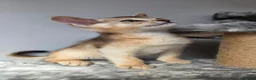 Abyssinian cats for sale: 🔥 TICA Registered Abyssinian Kittens - Advert 7