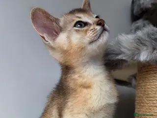 Abyssinian cats 🔥 TICA Registered Abyssinian Kittens - Advert 3