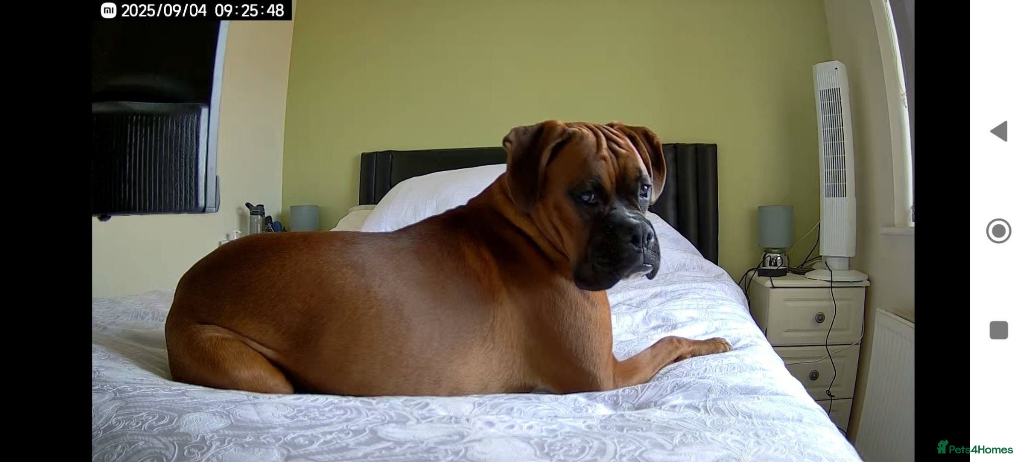 Boxer dogs 1.5 year old boy boxer - Advert 2