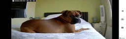 Boxer dogs for sale: 1.5 year old boy boxer - Advert 1