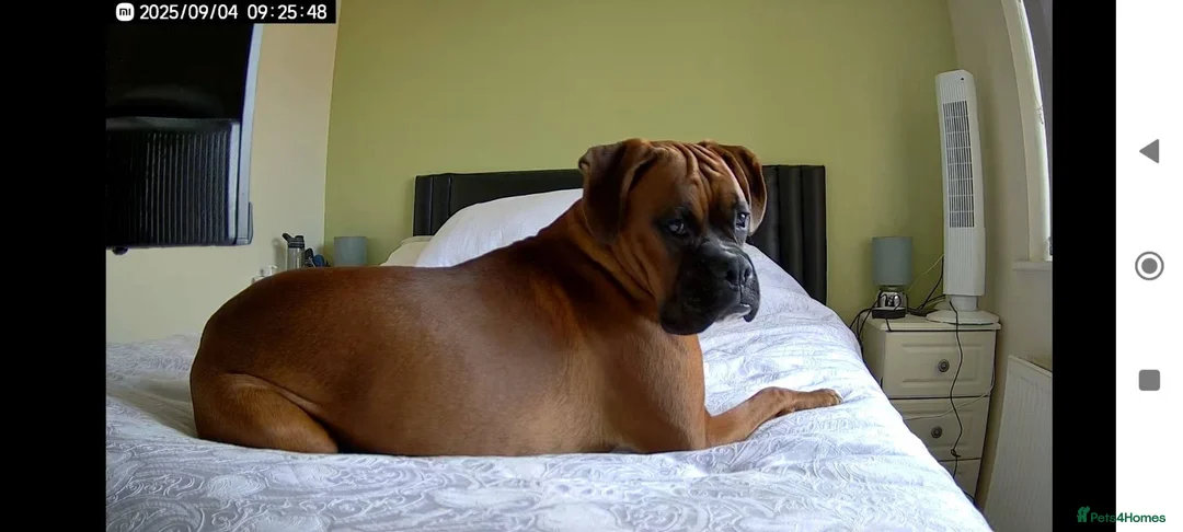 Boxer dogs for sale: 1.5 year old boy boxer - Advert 1