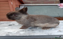 Netherland Dwarf rabbits for sale: Netherland dwarf females and males - Image 1