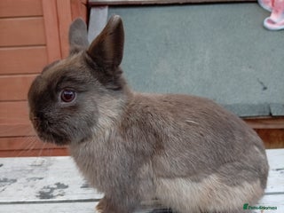 Netherland Dwarf rabbits - Advert 1