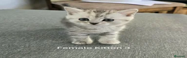 British Longhair Kitten 4