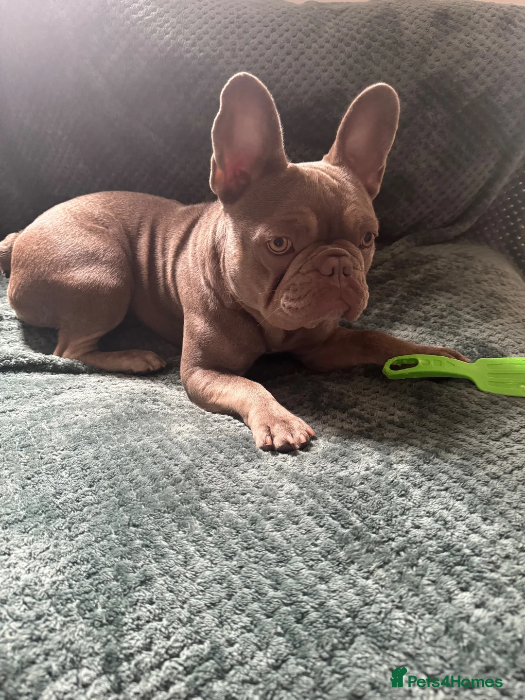 French Bulldog dogs for sale: Female frenchie  - Advert 2