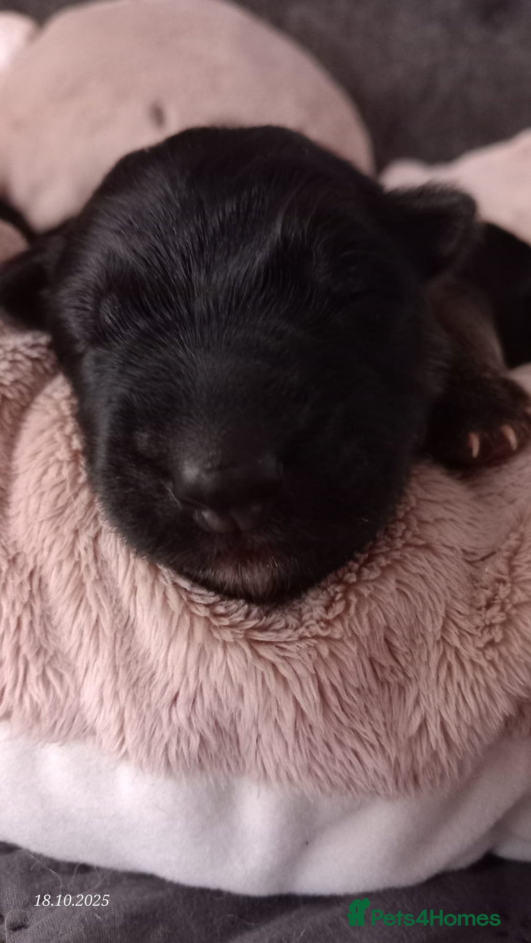 German Shepherd dogs for sale: Excellent Long-Haired German Shepherd Puppies. KC. - Image 7