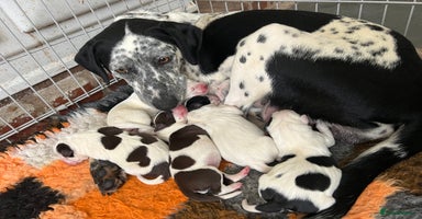 Mixed Breed dogs Collie x Dalmatian Puppies - Advert 8