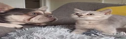 British Shorthair cats for sale: Loving, pretty Scottish Straight kittens  - Advert 7