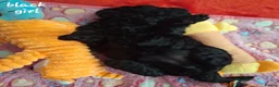 Mixed Breed dogs for sale: Stunning litter of cavapoochon puppys  - Advert 7