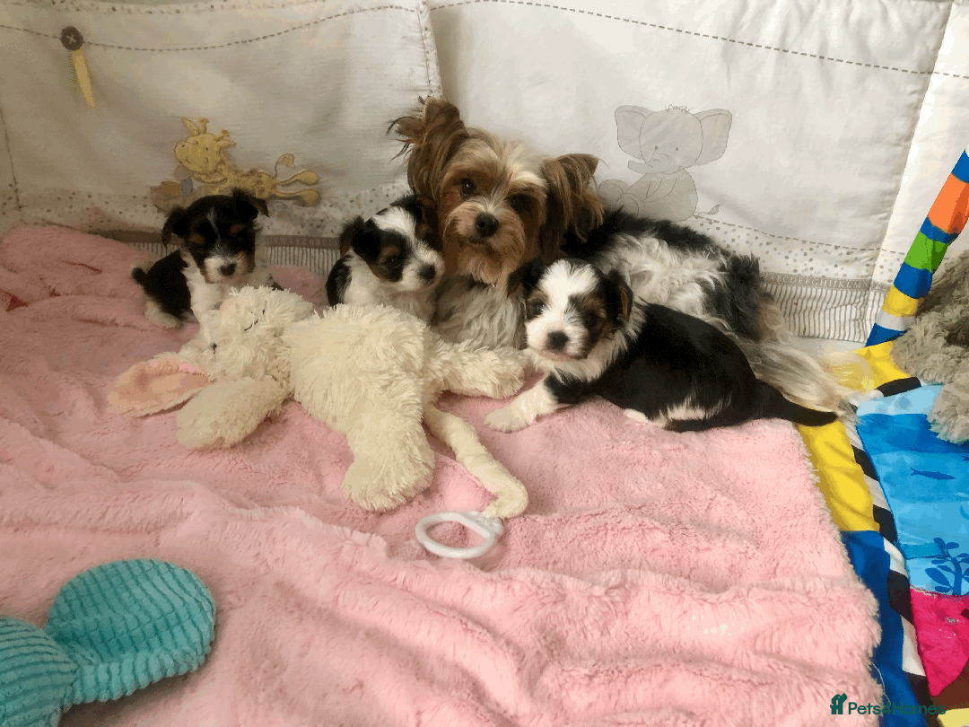 Yorkshire Terrier dogs for sale: Two Beautiful Biewer Terrier Girls! - Image 14