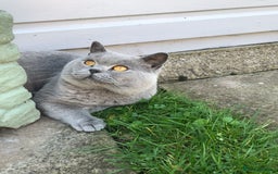 British Shorthair cats for stud: 💙 GCCF & TICA STUD DERBYSHIRE 💙 in Derby - Image 3