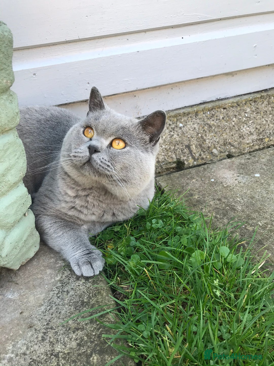 British Shorthair cats for stud: 💙 GCCF & TICA STUD DERBYSHIRE 💙 in Derby - Image 3
