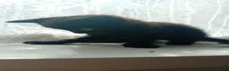 Mixed Breed cats for sale: 3 lively kittens looking a new home - Advert 4