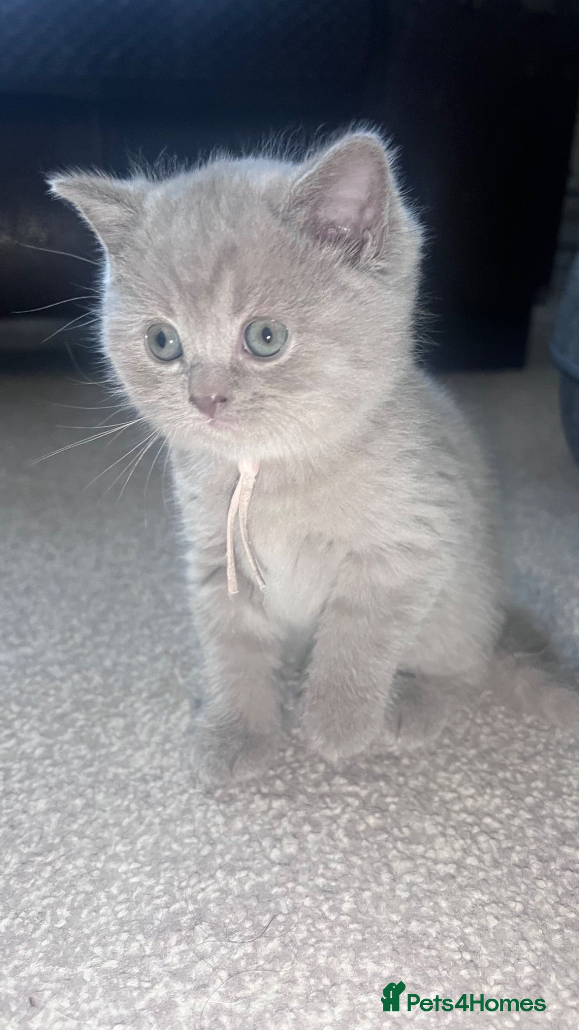 British Shorthair cats British Shorthair Fluffy Kittens 🐾  - Advert 2