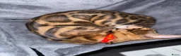Bengal cats for sale: Two Beautiful Bengal Females  in Liverpool - Advert 3