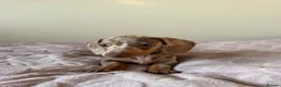 Miniature Dachshund dogs for sale: Mini Dachshund– Comes With All Supplies, Documents - Advert 2