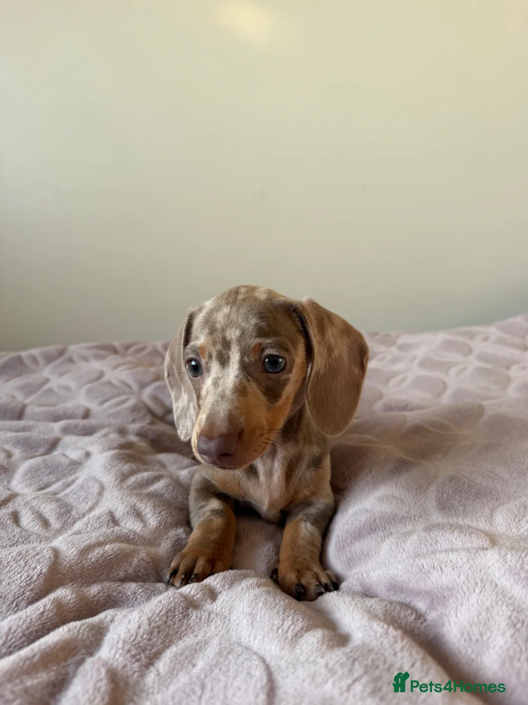 Miniature Dachshund dogs for sale: Mini Dachshund– Comes With All Supplies, Documents - Advert 2
