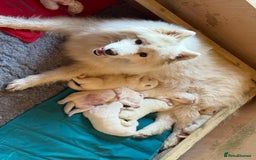 Samoyed dogs for sale: Gorgeous Samoyed Puppies  - Image 13