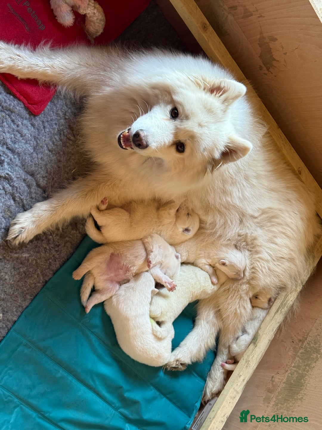 Samoyed dogs for sale: Gorgeous Samoyed Puppies  - Image 13
