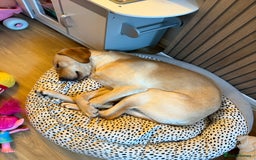 Labrador Retriever dogs for sale: Cream Labrador Retriever Puppy  - Image 3